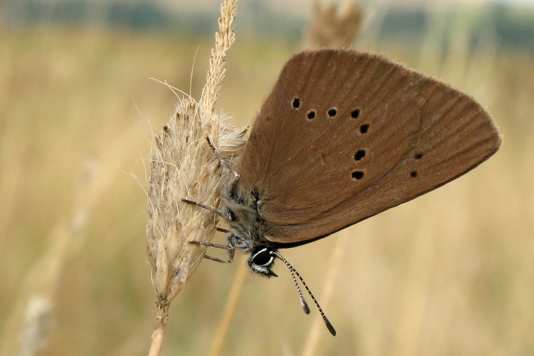 Maculinea nausithous